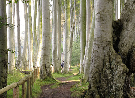 Ahornblatt Rostrot mit grnem Patinarand.